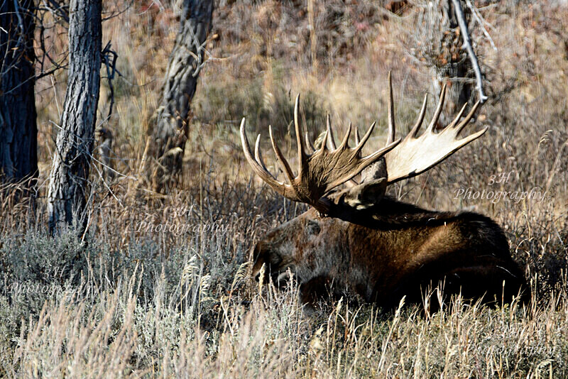 Soaking up the Sun_2338 - Moose & Pronghorn (Antelope)