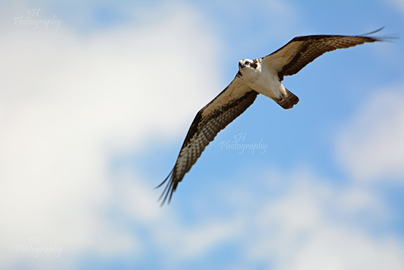Cruising the Snake - Raptors & Other Winged Friends