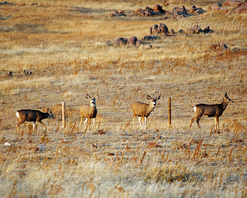 Laramie Peak Mulies - Elk & Deer