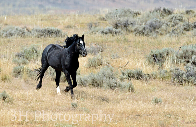 _DSC6676 - Bison & Horses