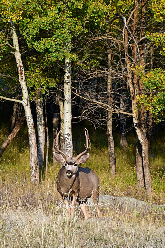 3HPhotography10-6-24_RMNP_0332_ - New Limited Editions - Rocky Mountain National Park