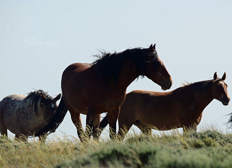 Sweetwater Leadership - Bison & Horses