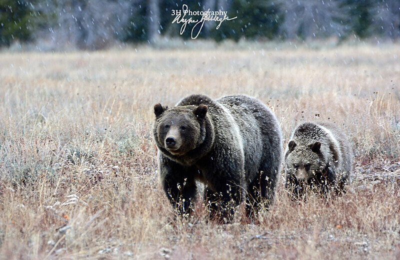 DSC_2671 - Grizzly #399 - Queen of the Tetons