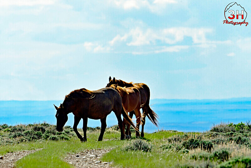 3HPhotog6-2-24_SW-WYO_3HR16138_Wild Horses - Bison & Horses