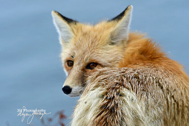 3HPhotography_Grand_Teton_OCT2025_00015 - Grand Teton NP Fall Adventure - OCT 2025