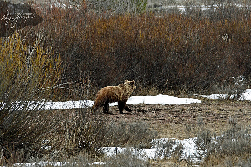 _DSC2363 - Bears: Grizzly & Black Bears