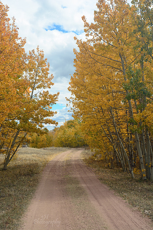Golden Path - Wyoming Landscapes