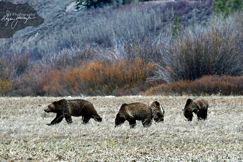 _DSC1656 - Bears: Grizzly & Black Bears