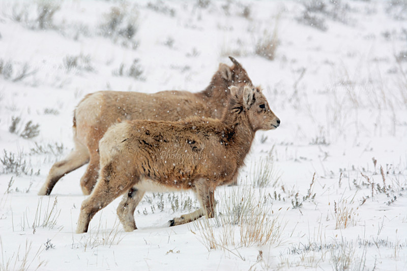 Kids at Play - Big Horn Sheep & Mountain Goats