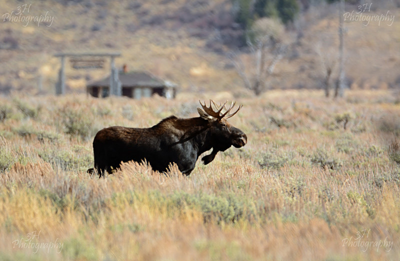 Heading To the River - Moose & Pronghorn (Antelope)