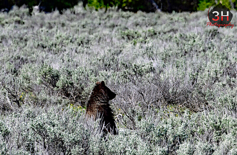 3HPhotography5-21-25_GTNP_823_ - Grand Teton NP Spring Shoot - May 2025