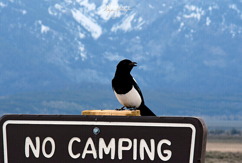 3HPhotography5-21-25_GTNP_1242_ - Grand Teton NP Spring Shoot - May 2025