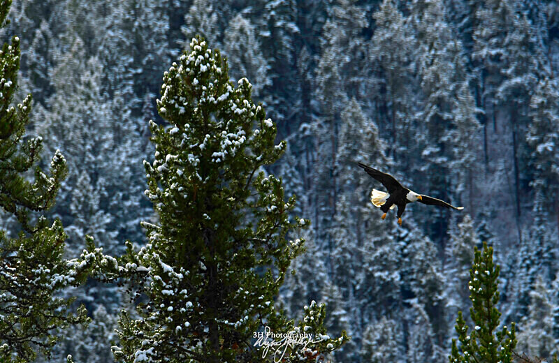 3HPhotography_Grand_Teton_OCT2025_00116 - Grand Teton NP Fall Adventure - OCT 2025