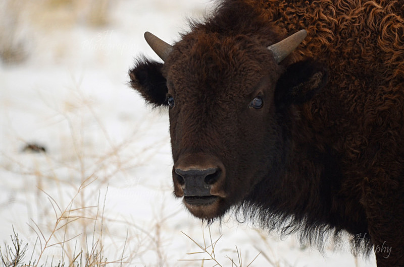 Young Ta Tanka - Bison & Horses