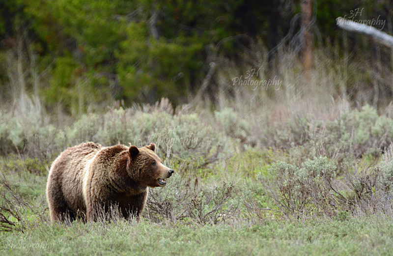 Teton Matriarch - Bears: Grizzly & Black Bears