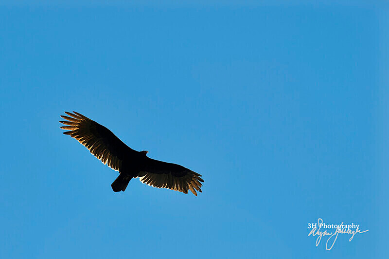 _DSC0262 - Raptors & Other Winged Friends