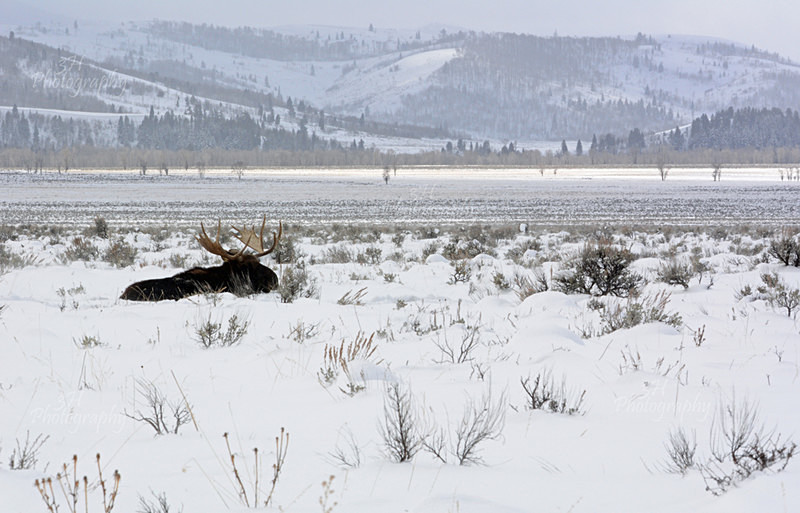 Winter Solitude - Moose & Pronghorn (Antelope)