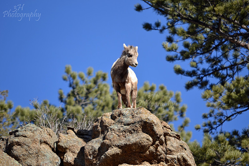 Young King of the Mountain - Big Horn Sheep & Mountain Goats