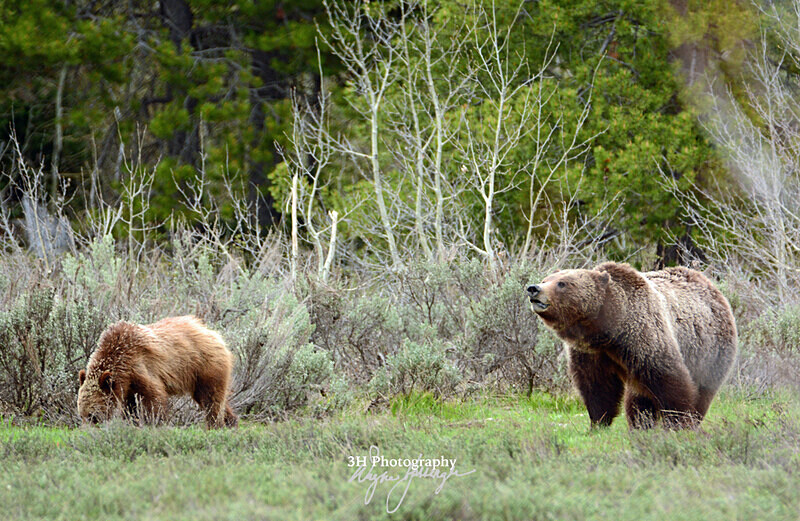399  Velcro_5558 - Grizzly #399 - Queen of the Tetons