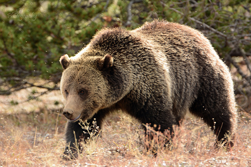 Blondie on the Move - Bears: Grizzly & Black Bears
