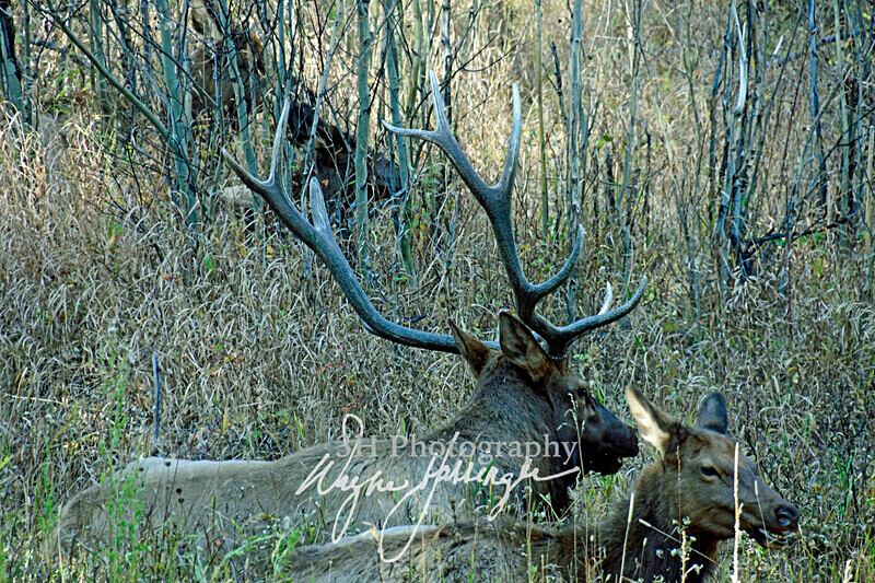 3HPhotography10-6-24_RMNP_0015_ - New Limited Editions - Rocky Mountain National Park