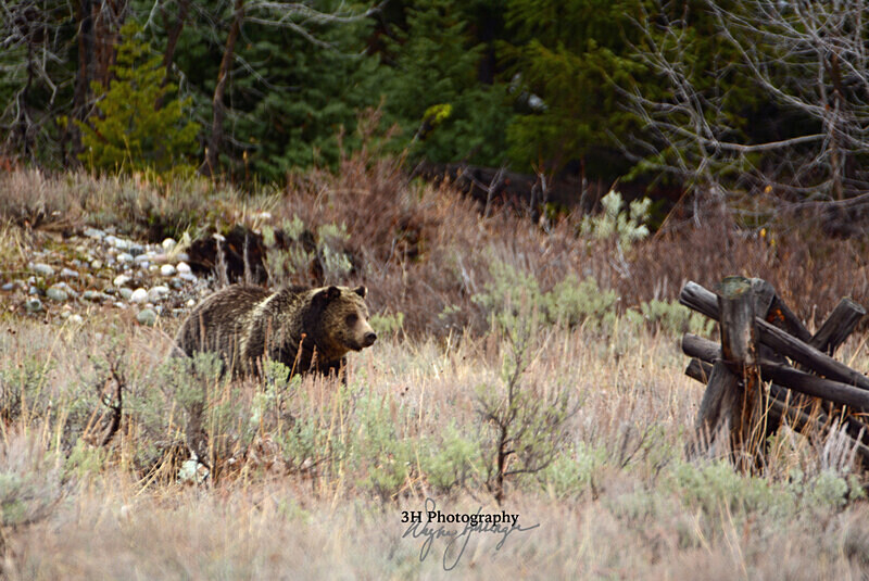 The Queen of Pligrim Creek_6002 399 GTNP 2016 - Grizzly #399 - Queen of the Tetons