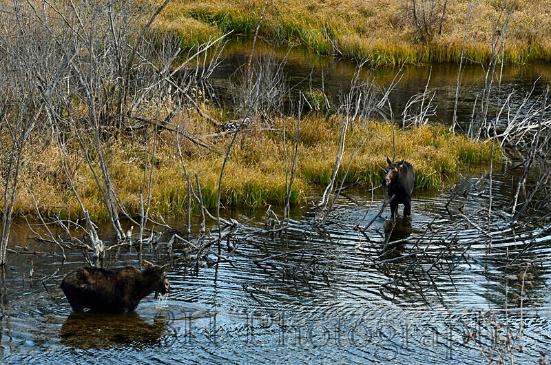 _DSC3567 - Moose & Pronghorn (Antelope)