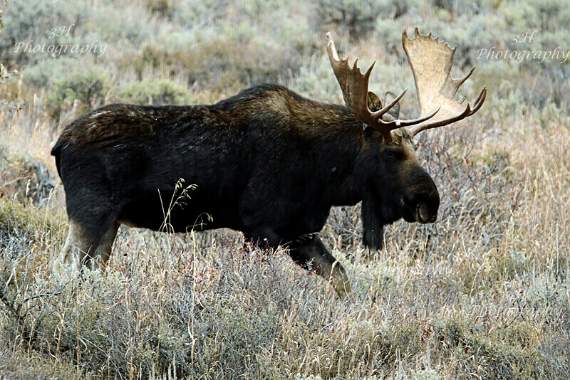 The Gros Ventre Boss_2883 - Moose & Pronghorn (Antelope)