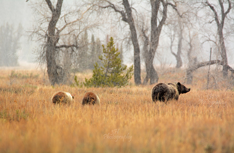 Mama's Watchful Eyes - Bears: Grizzly & Black Bears