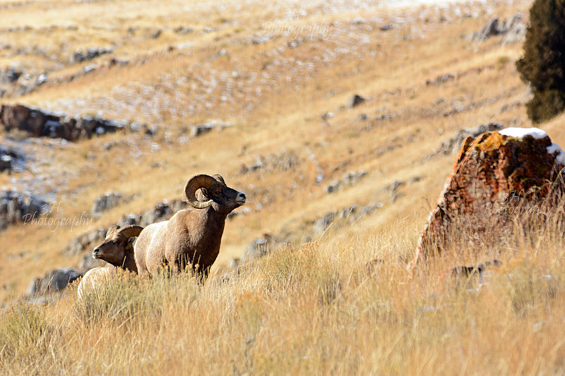 The Scouts - Big Horn Sheep & Mountain Goats
