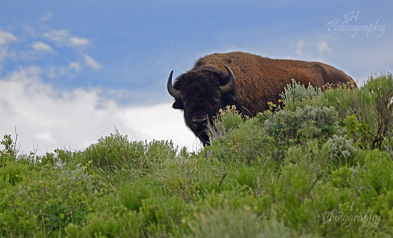 Teton Bison 19 - Bison & Horses