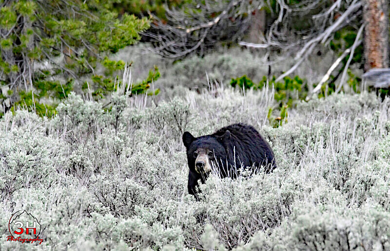 3HPhotography5-19-25_GTNP_116_ - Grand Teton NP Spring Shoot - May 2025