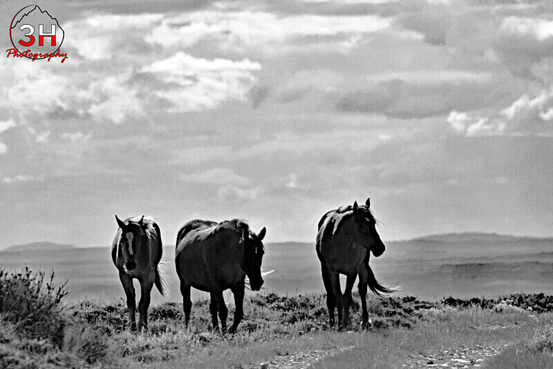 3HPhotog6-2-24_SW-WYO_3HR16142 - BW_Wild Horses - Bison & Horses