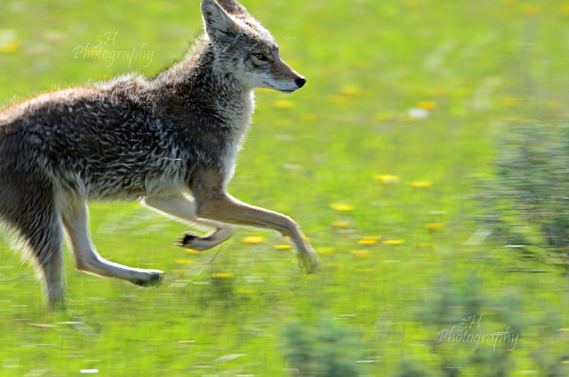 Cunning Survivor - Wolves, Foxes & Coyotes