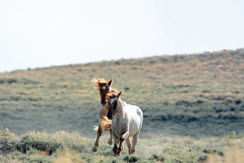 Young  Wild - Bison & Horses