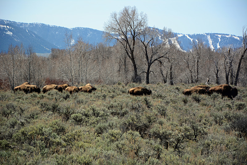DSC_3269 - Bison & Horses