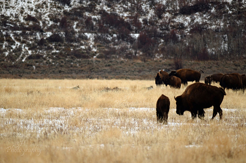 Scavengers Among Us - Wolves, Foxes & Coyotes