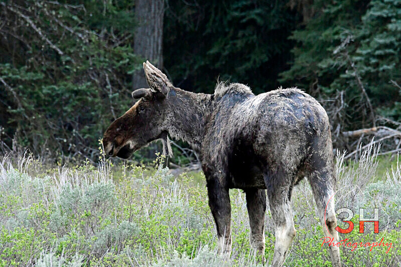 3HPhotography5-19-25_GTNP_287_ - Grand Teton NP Spring Shoot - May 2025