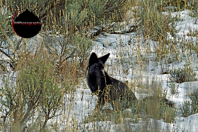_DSC4799 - Wolves, Foxes & Coyotes