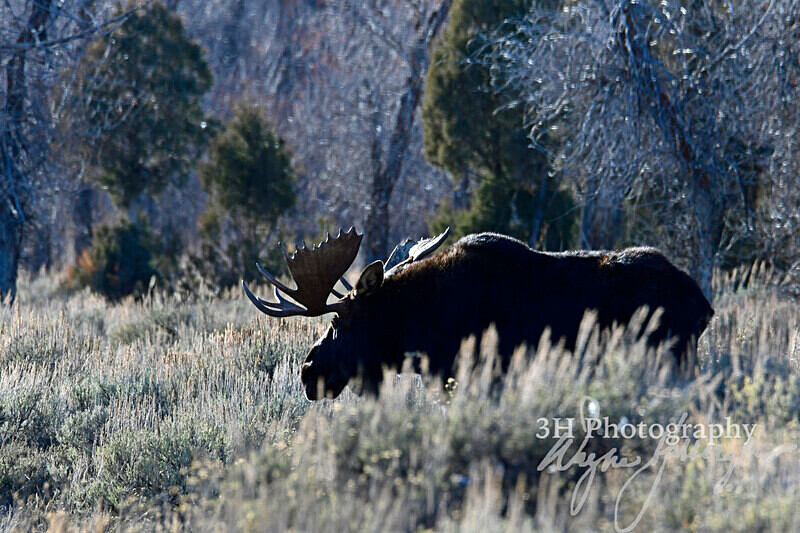 3HPhotography_Grand_Teton_OCT2025_00393 - Grand Teton NP Fall Adventure - OCT 2025