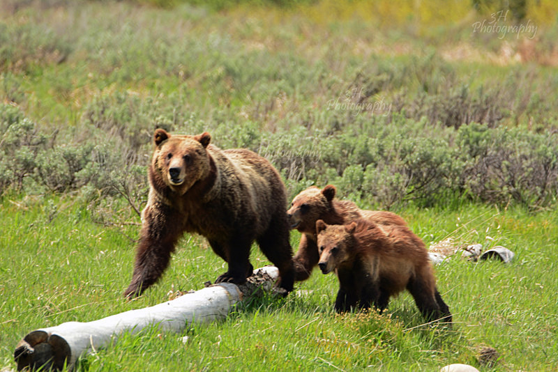 610 Out With The Kids - Bears: Grizzly & Black Bears