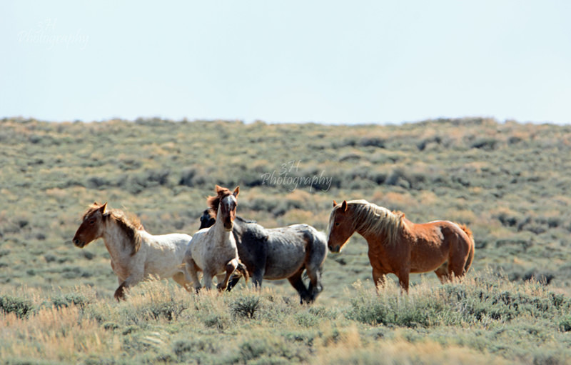 Taking A Break - Bison & Horses