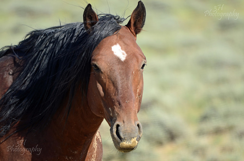 Wyoming Wild - Bison & Horses