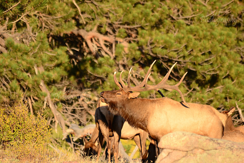 Bugling From The Timber - Elk & Deer