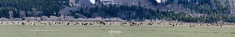 Elk Migration_Panorama3 - Grand Teton & Yellowstone National Park Landscapes