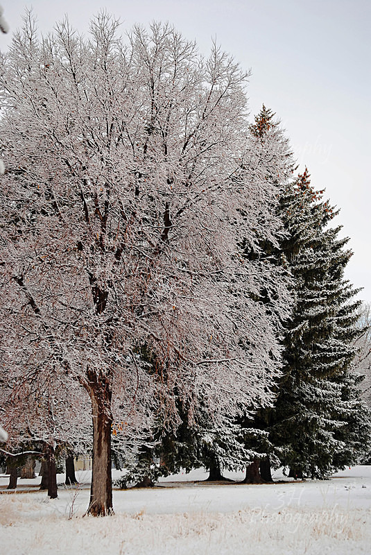 Wyoming Spring Frost - Wyoming Landscapes