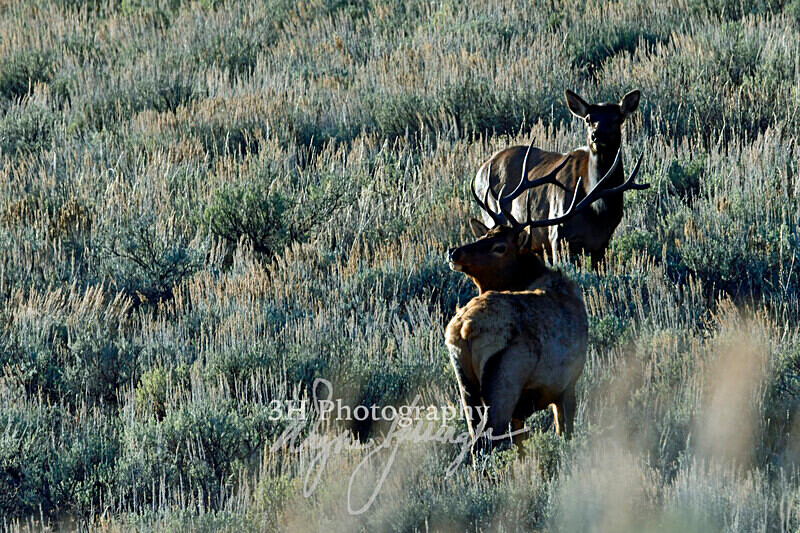 3HPhotography_Grand_Teton_OCT2025_00670 - Grand Teton NP Fall Adventure - OCT 2025