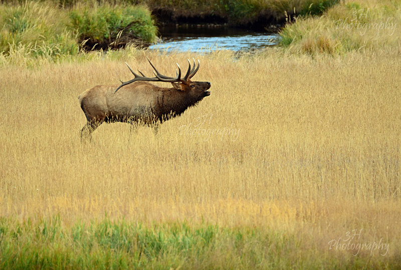 September Song - Elk & Deer