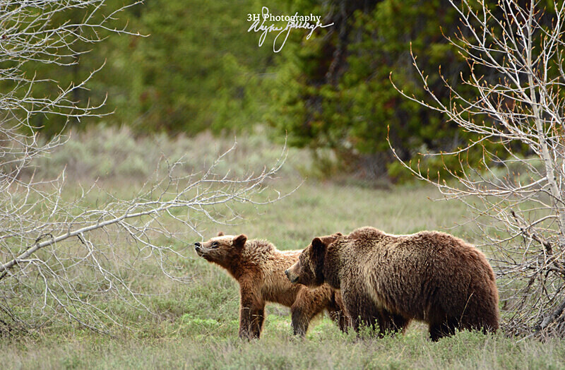 399  Velcro_5689 - Grizzly #399 - Queen of the Tetons