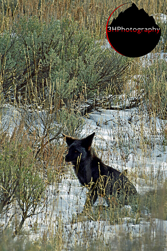 _DSC4750 - Wolves, Foxes & Coyotes